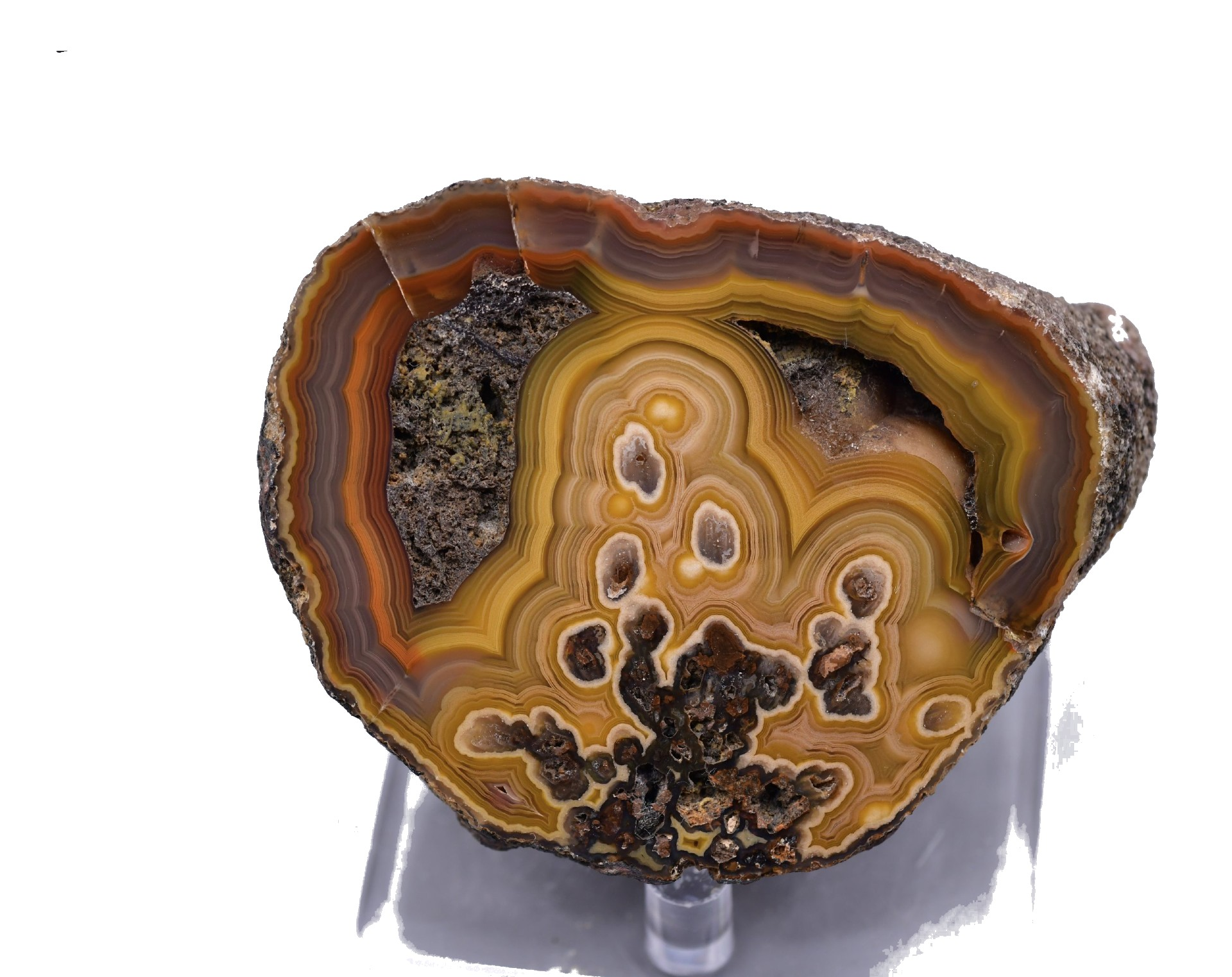 Coyamito Agate